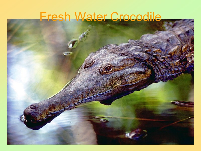 53 Fresh Water Crocodile
